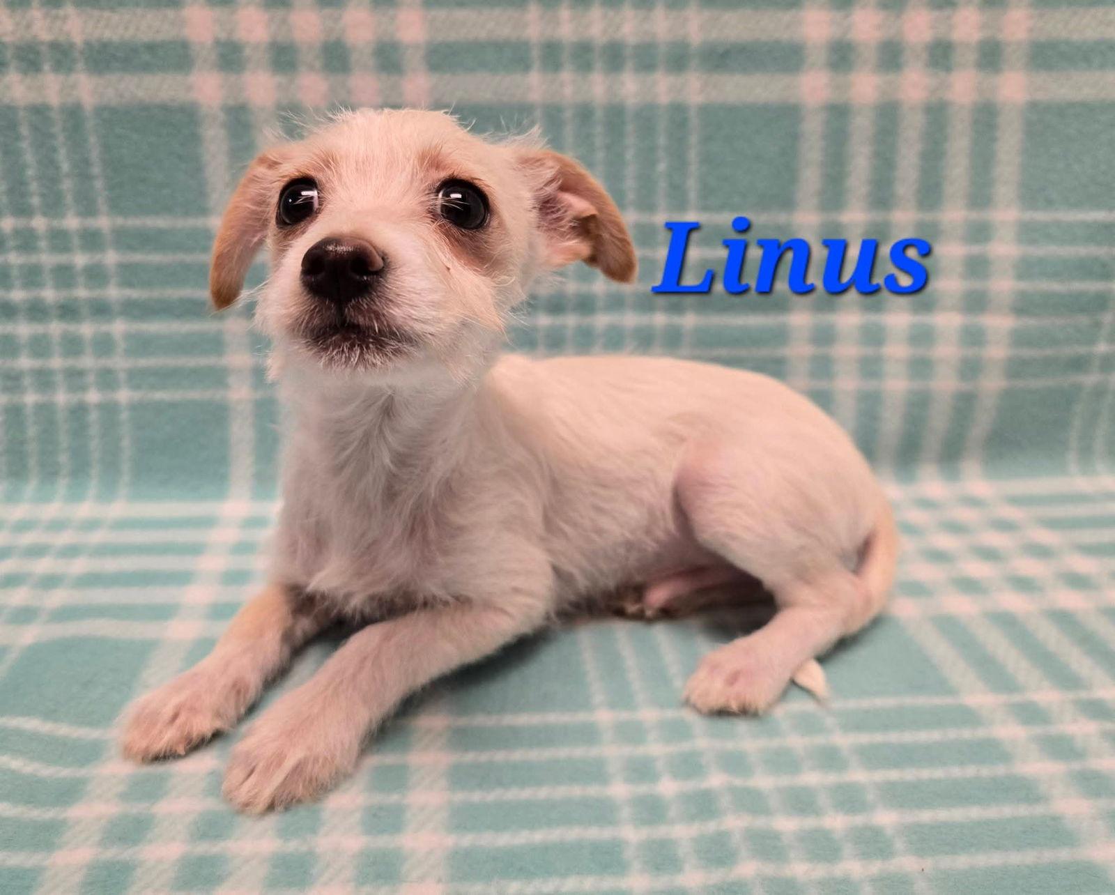 Linus, Adoptable, Puppy Male Terrier & Chihuahua.