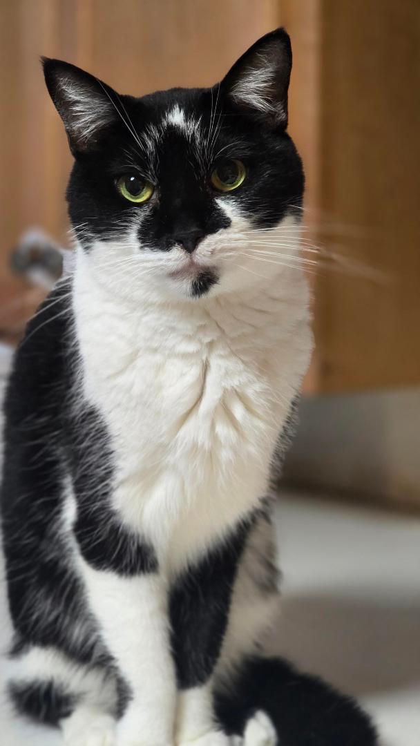 BETSY, Adoptable, Adult Female Domestic Short Hair.