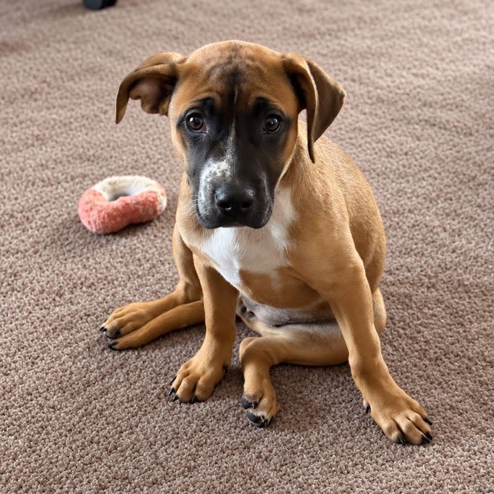 Enlarge Stormfly, a Adoptable Mixed Breed in Racine, WI image 2/3