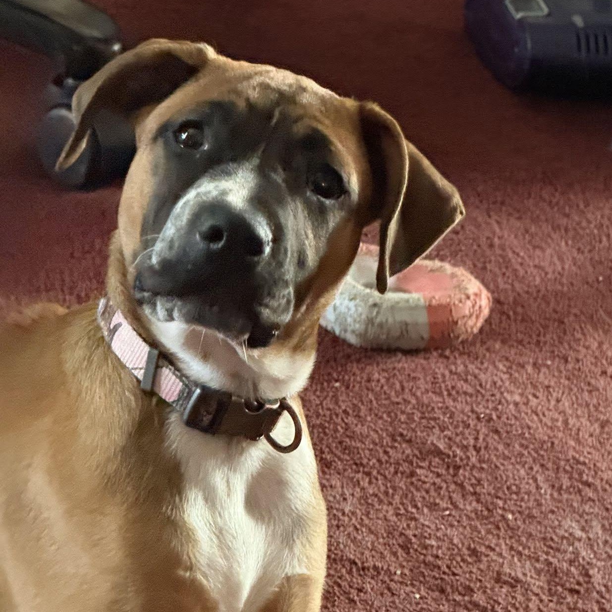 Enlarge Stormfly, a Adoptable Mixed Breed in Racine, WI image 3/3