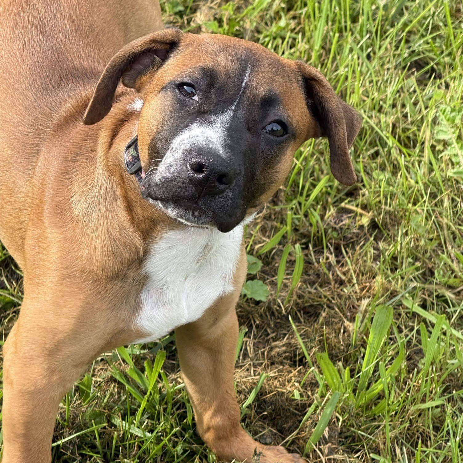 Stormfly, Adoptable, Young Female Mixed Breed.