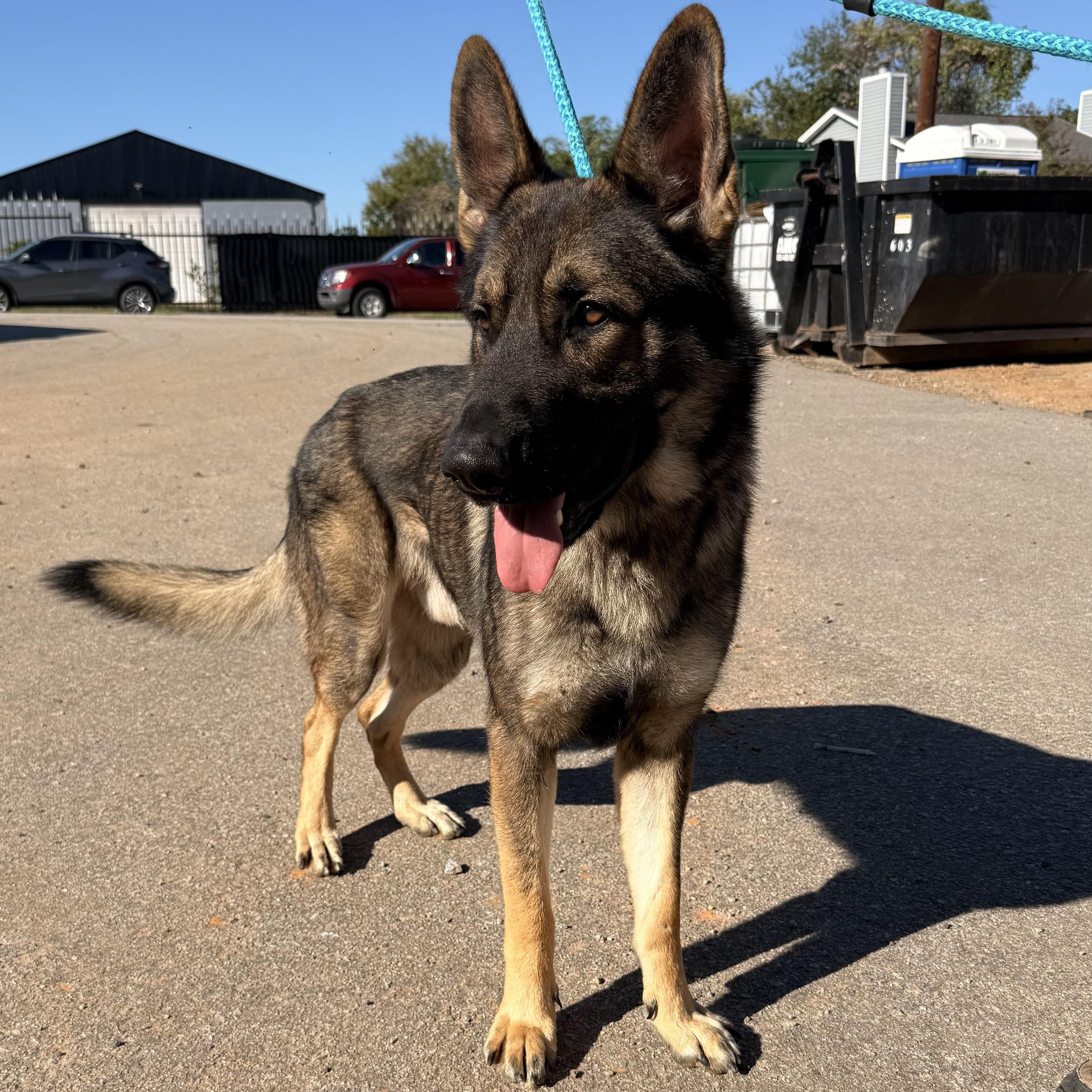 Zeus, Adoptable, Adult Male German Shepherd Dog.