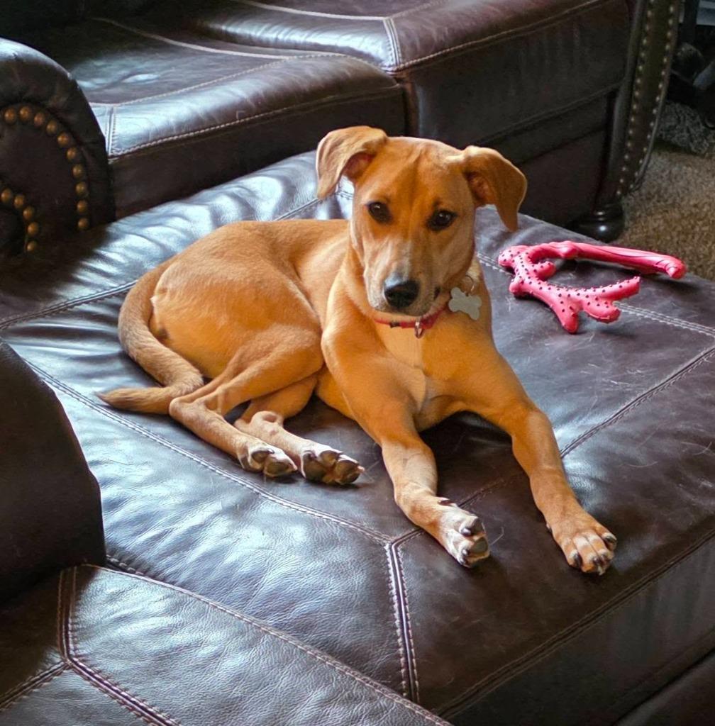 Daizie, Adoptable, Puppy Female Mixed Breed.