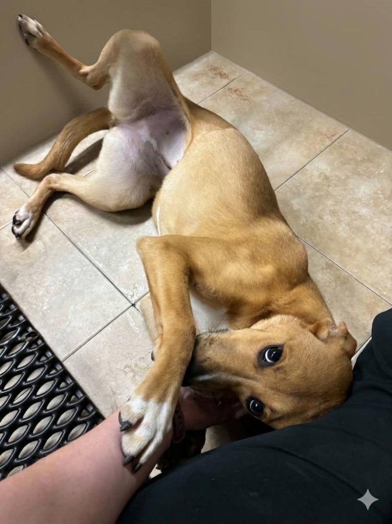 Daizie, a Adoptable mixed breed in Fond Du Lac, WI image 1/5