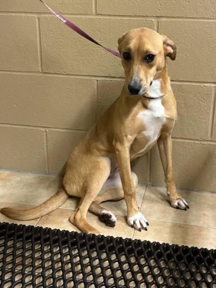 Daizie, a Adoptable mixed breed in Fond Du Lac, WI image 2/5