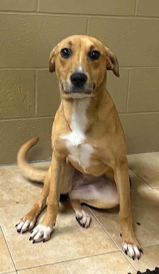 Daizie, a Adoptable mixed breed in Fond Du Lac, WI image 3/5