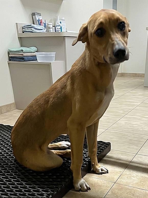 Daizie, a Adoptable mixed breed in Fond Du Lac, WI image 4/5