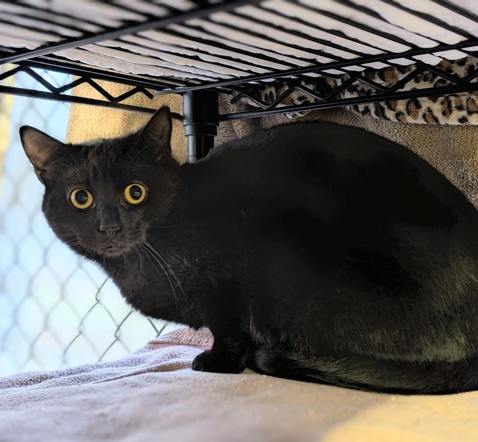 Stacey, Adoptable, Young Female Domestic Medium Hair.