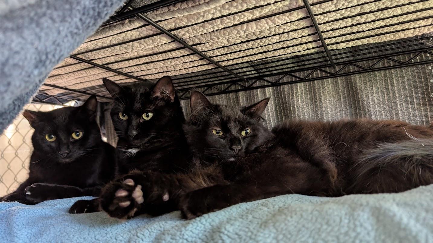 Enlarge Stacey, a Adoptable Domestic Medium Hair in Coquitlam, BC image 2/2