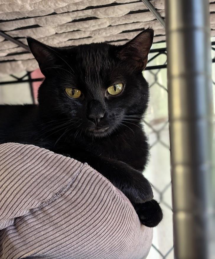 Stacey, Adoptable, Adult Female Domestic Medium Hair.