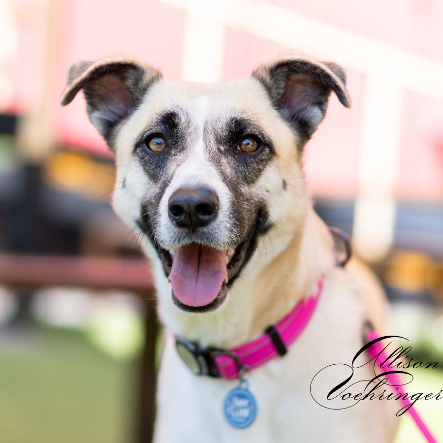 Ashley, Adoptable, Young Female Shepherd & Husky.