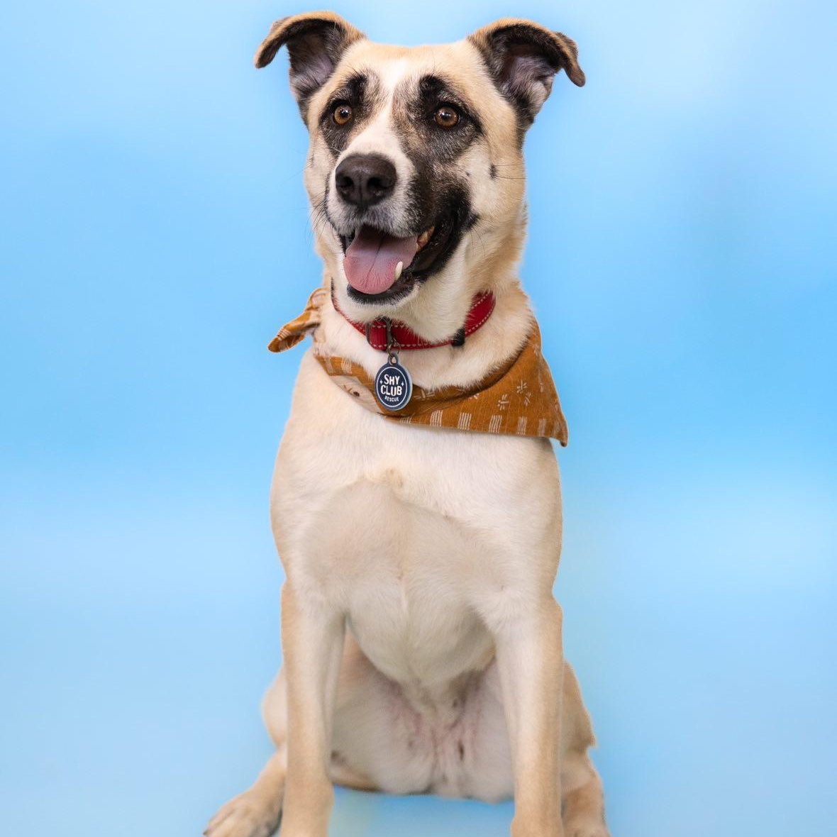Enlarge Ashley, a Adoptable mixed breed in sherman oaks, CA image 5/6