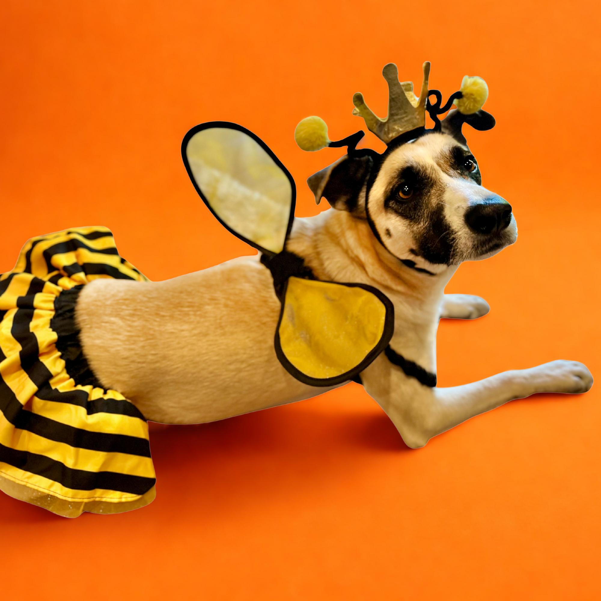 Enlarge Ashley, a Adoptable mixed breed in sherman oaks, CA image 1/6