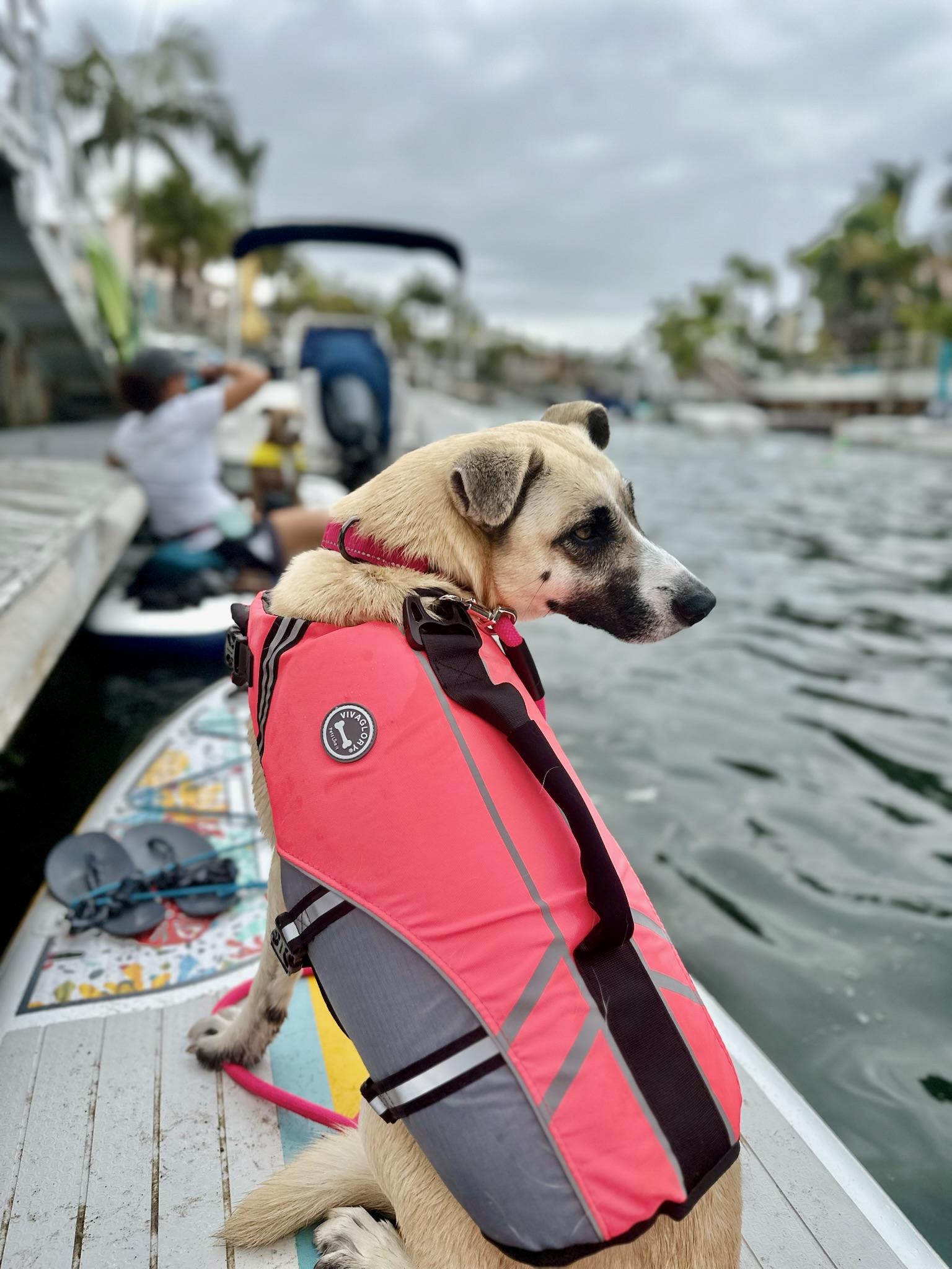 Enlarge Ashley, a Adoptable mixed breed in sherman oaks, CA image 3/6