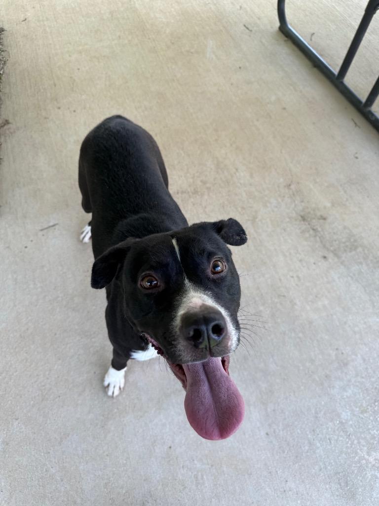 Enlarge Clara, a Adoptable mixed breed in Lawrenceburg, TN image 2/6