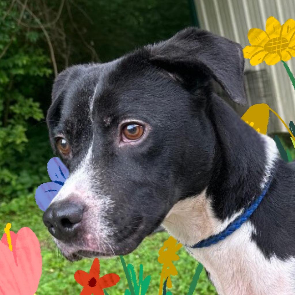 Clara, Adoptable, Adult Female Mixed Breed.