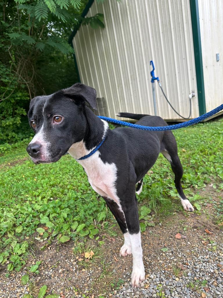 Enlarge Clara, a Adoptable mixed breed in Lawrenceburg, TN image 1/6