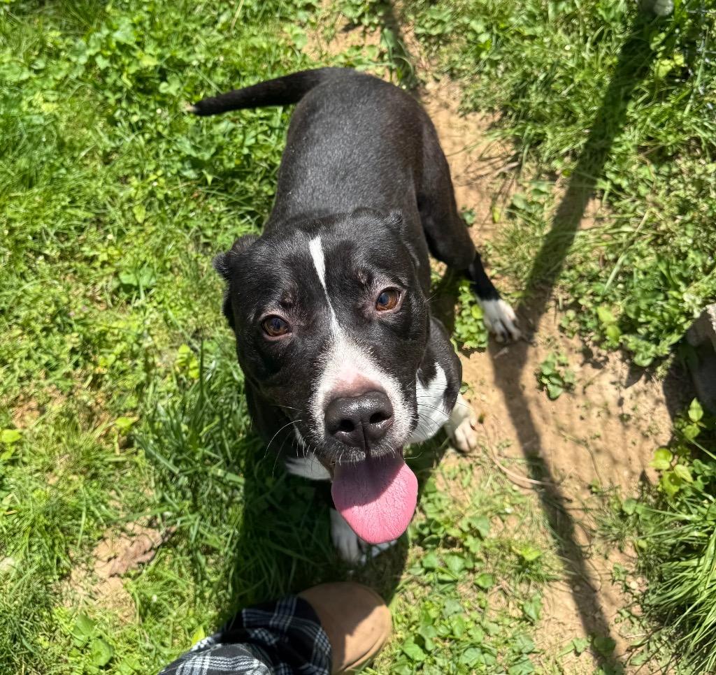 Enlarge Clara, a Adoptable mixed breed in Lawrenceburg, TN image 4/6