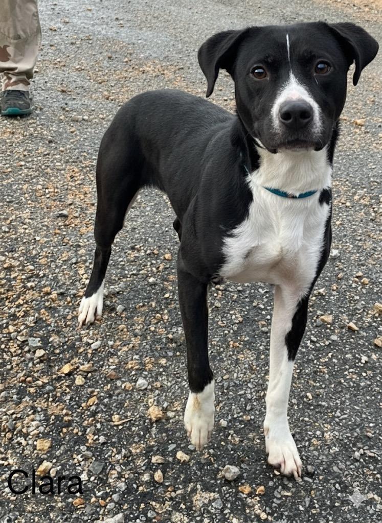 Enlarge Clara, a Adoptable mixed breed in Lawrenceburg, TN image 6/6