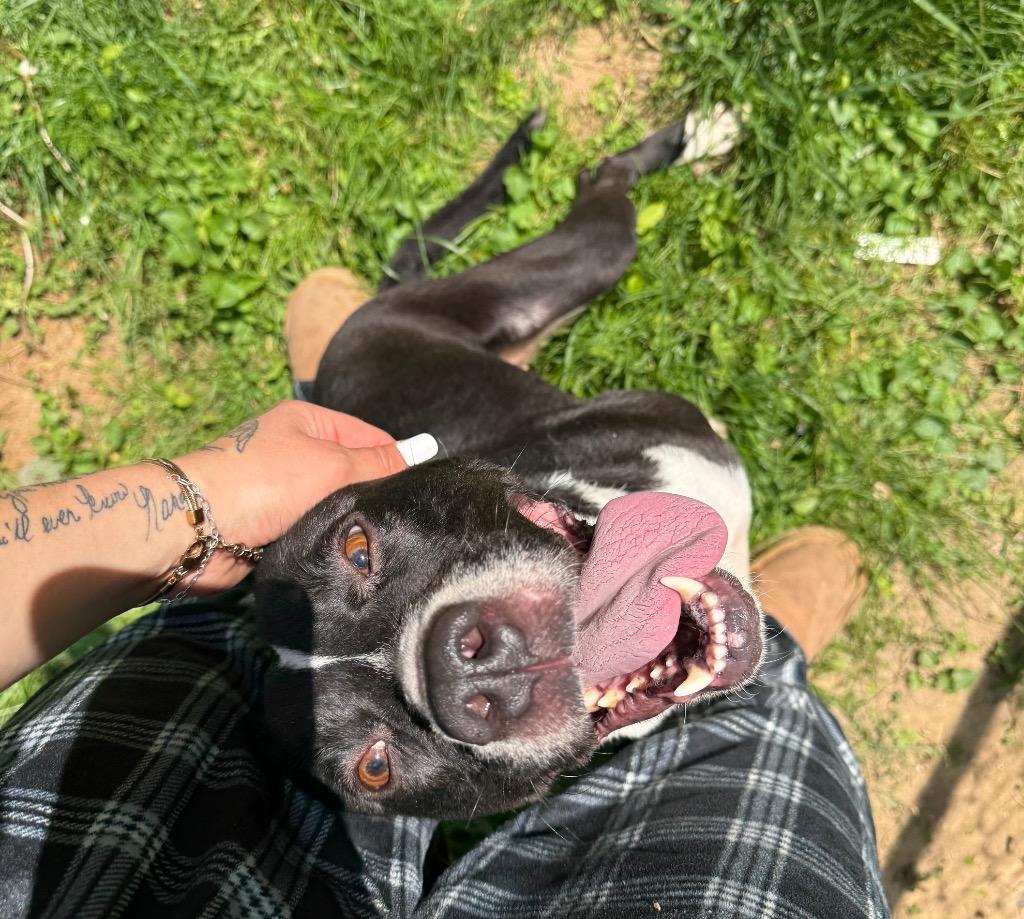 Enlarge Clara, a Adoptable mixed breed in Lawrenceburg, TN image 6/6