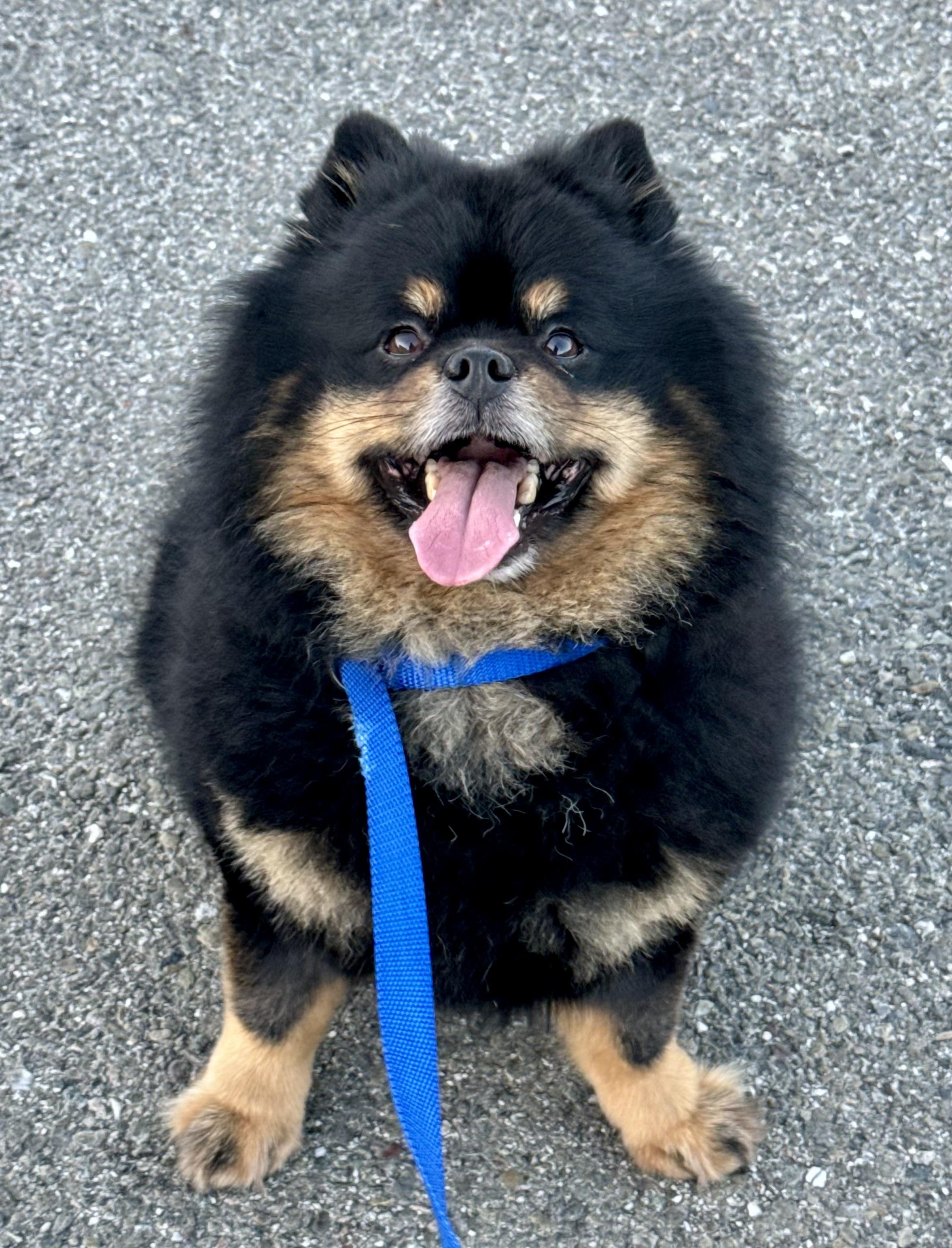 Enlarge Bowser, a ADOPTABLE Pomeranian in San Jose, CA image 2/3