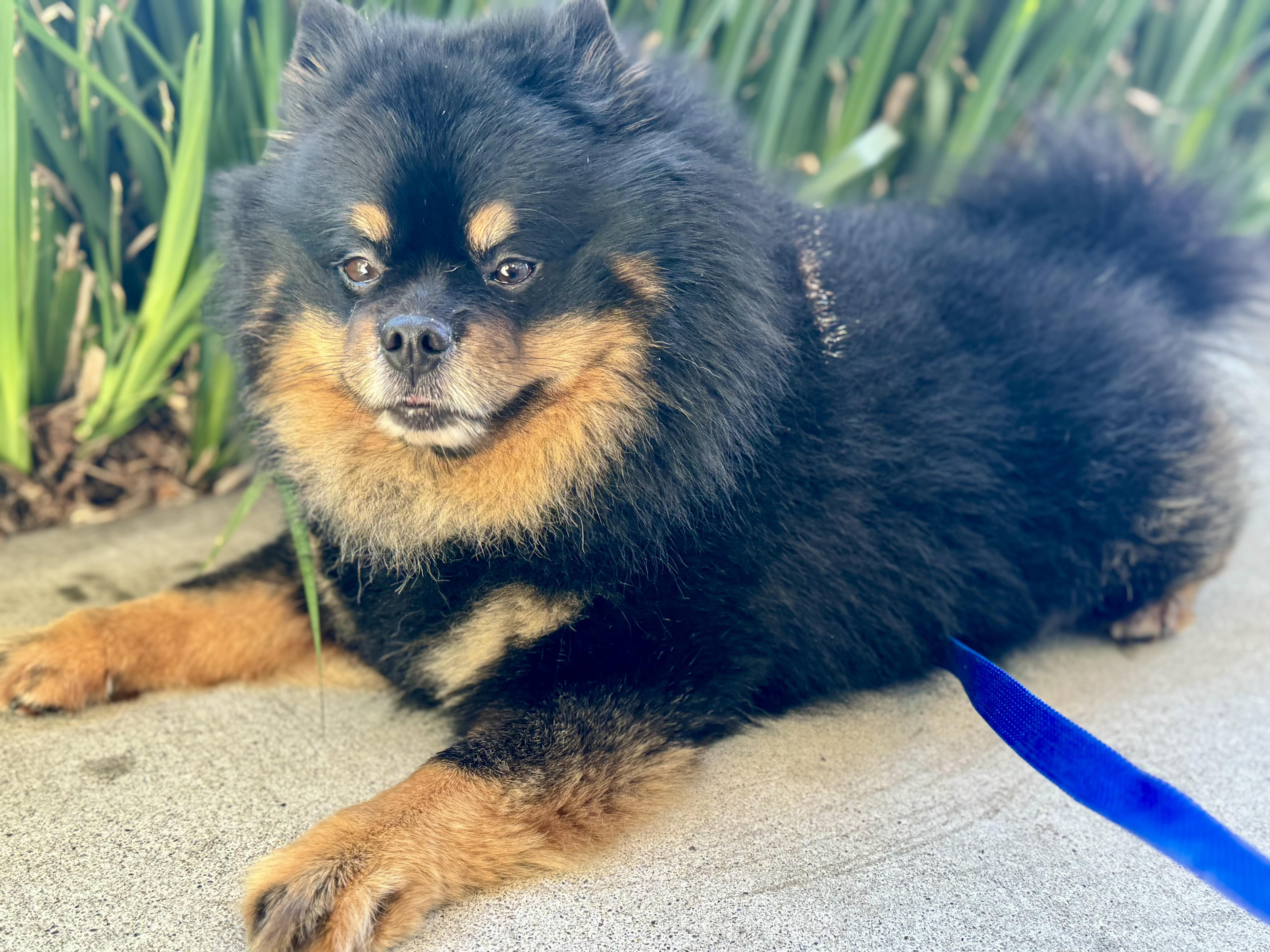 Bowser, ADOPTABLE, Young Male Pomeranian.