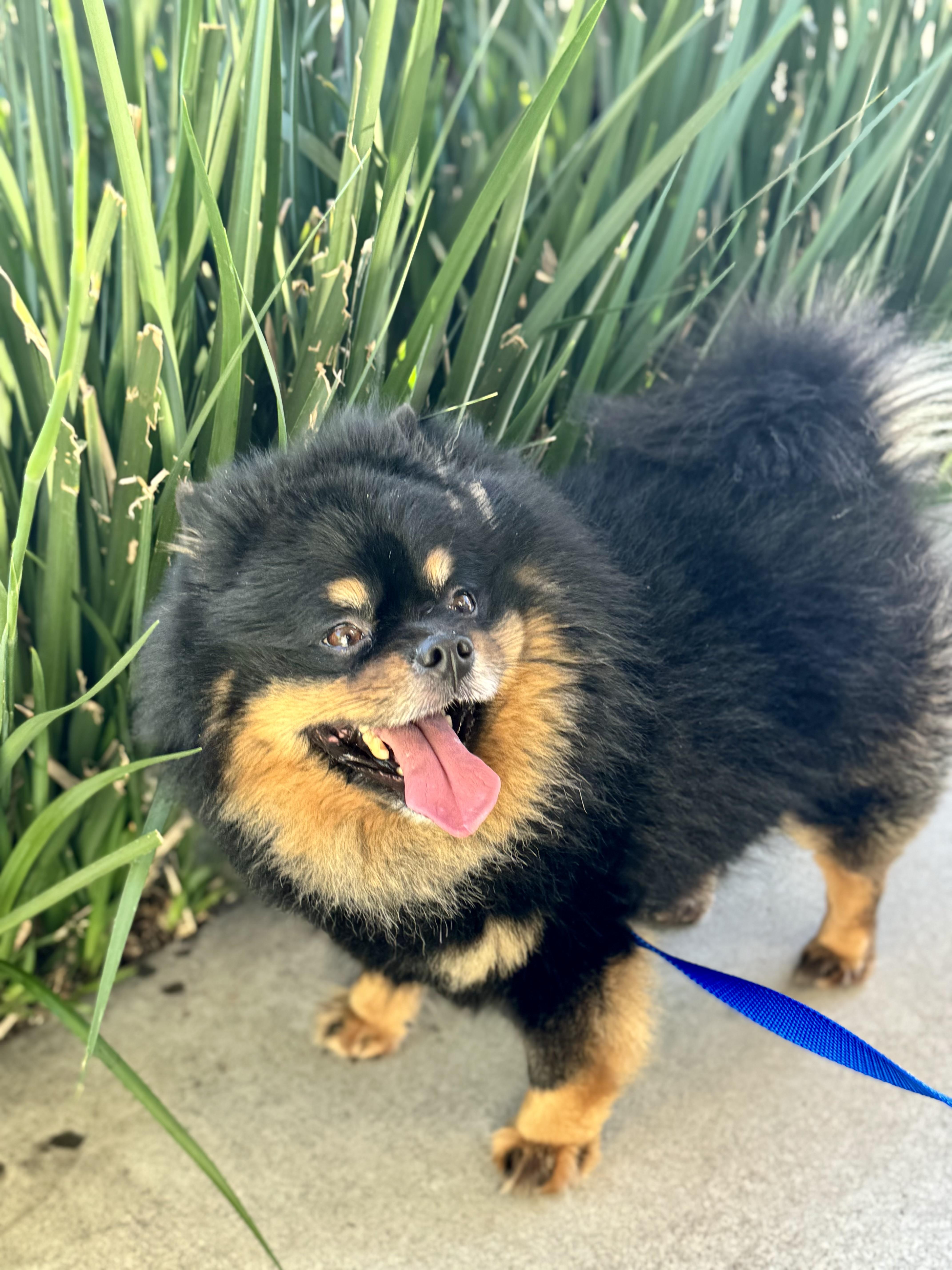 Enlarge Bowser, a ADOPTABLE Pomeranian in San Jose, CA image 3/3