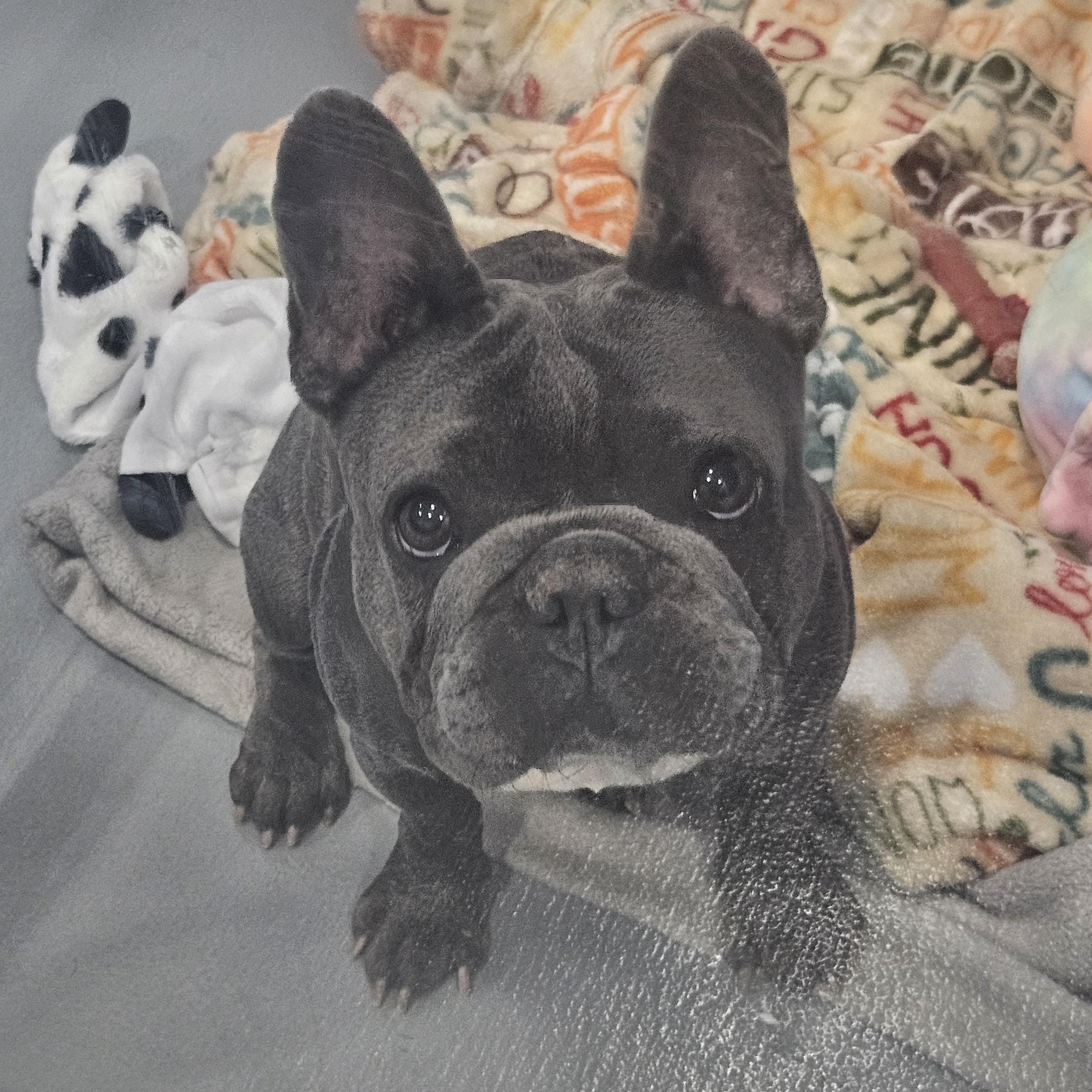 Linda, adopted, Young Female French Bulldog.