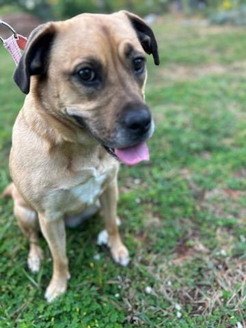 Jelly Bean thumbnail 5