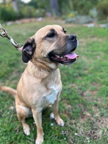 Jelly Bean thumbnail 4