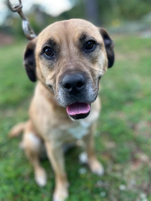 Jelly Bean thumbnail 3