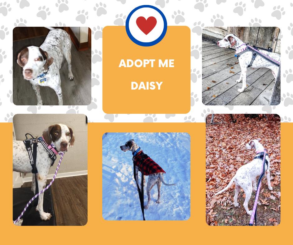 Enlarge Daisy (OH), a ADOPTABLE English Pointer in Bridgeton, NJ image 1/1