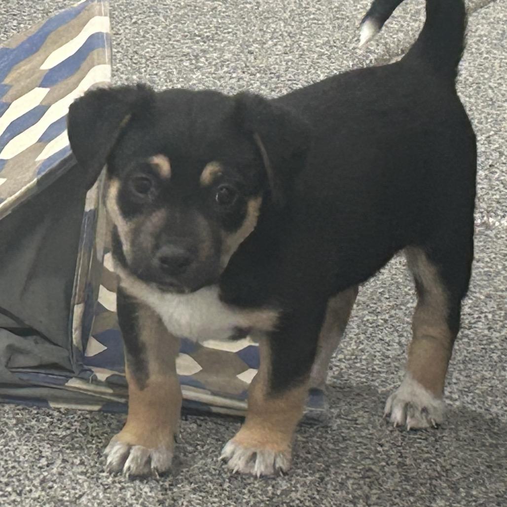 Sleeping Bag, a Adoptable Mixed Breed in Park City, UT image 1/6