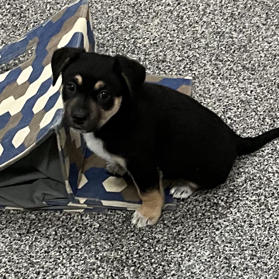 Sleeping Bag, a Adoptable Mixed Breed in Park City, UT image 4/6