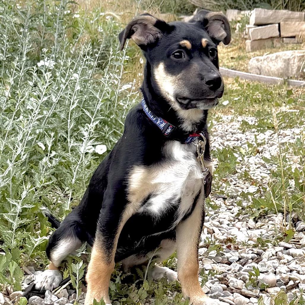 Sleeping Bag, a Adoptable Mixed Breed in Park City, UT image 6/6