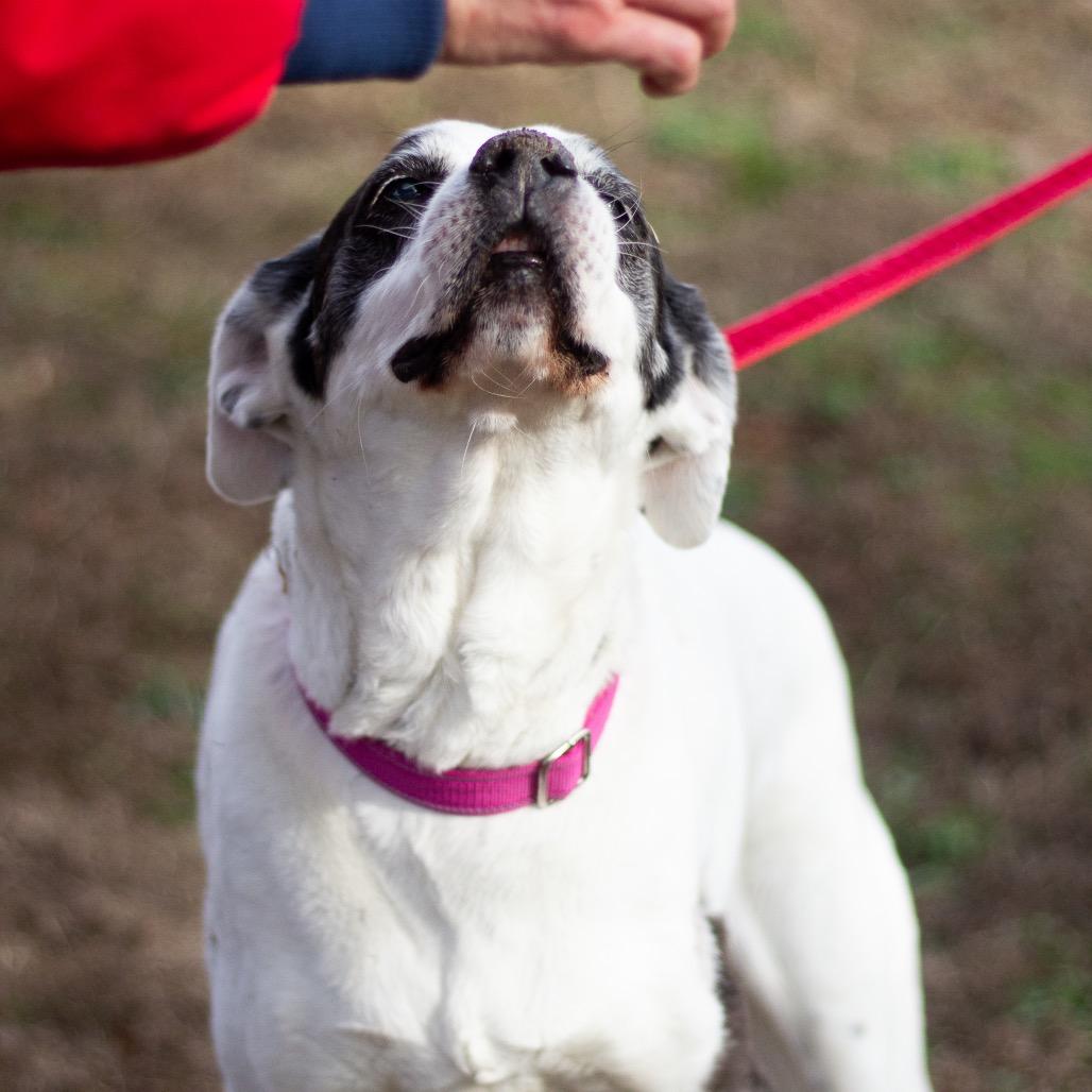 Jazzy Lee 22026 — thumbnail 2