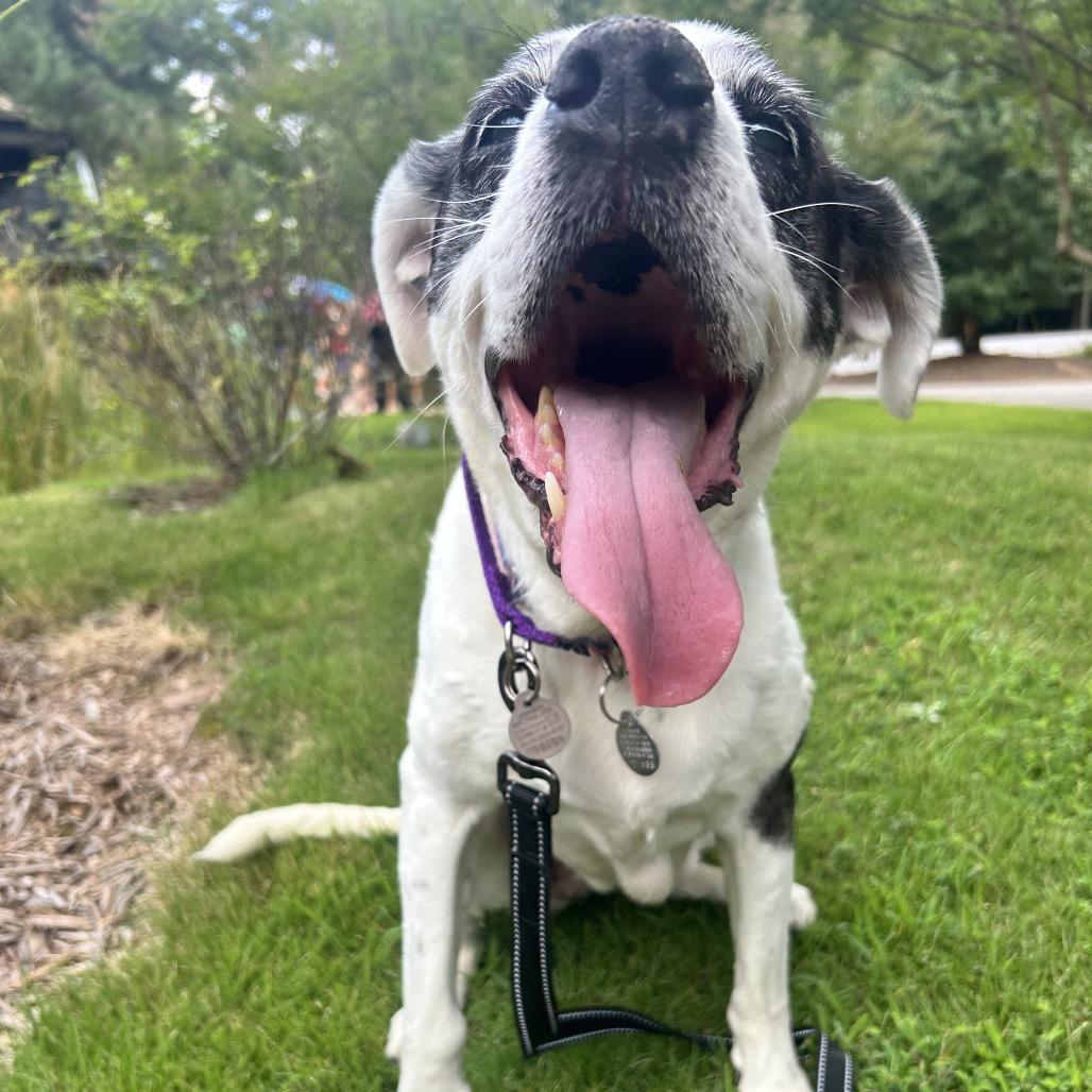 Jazzy Lee 22026 — thumbnail 3