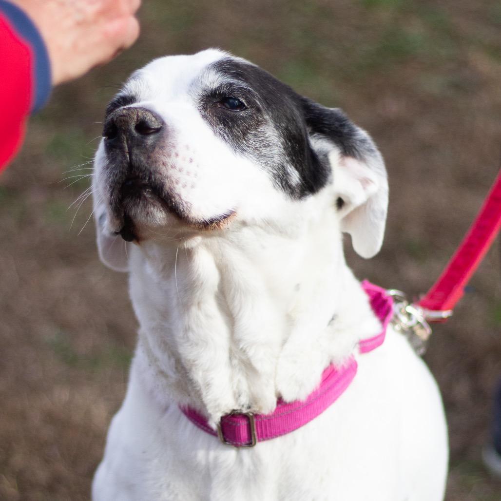 Jazzy Lee 22026 — thumbnail 4