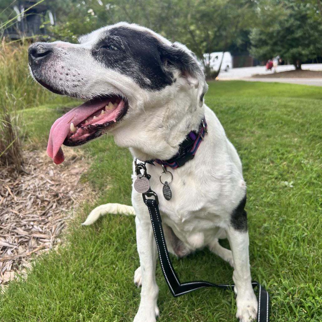 Jazzy Lee 22026 — thumbnail 5