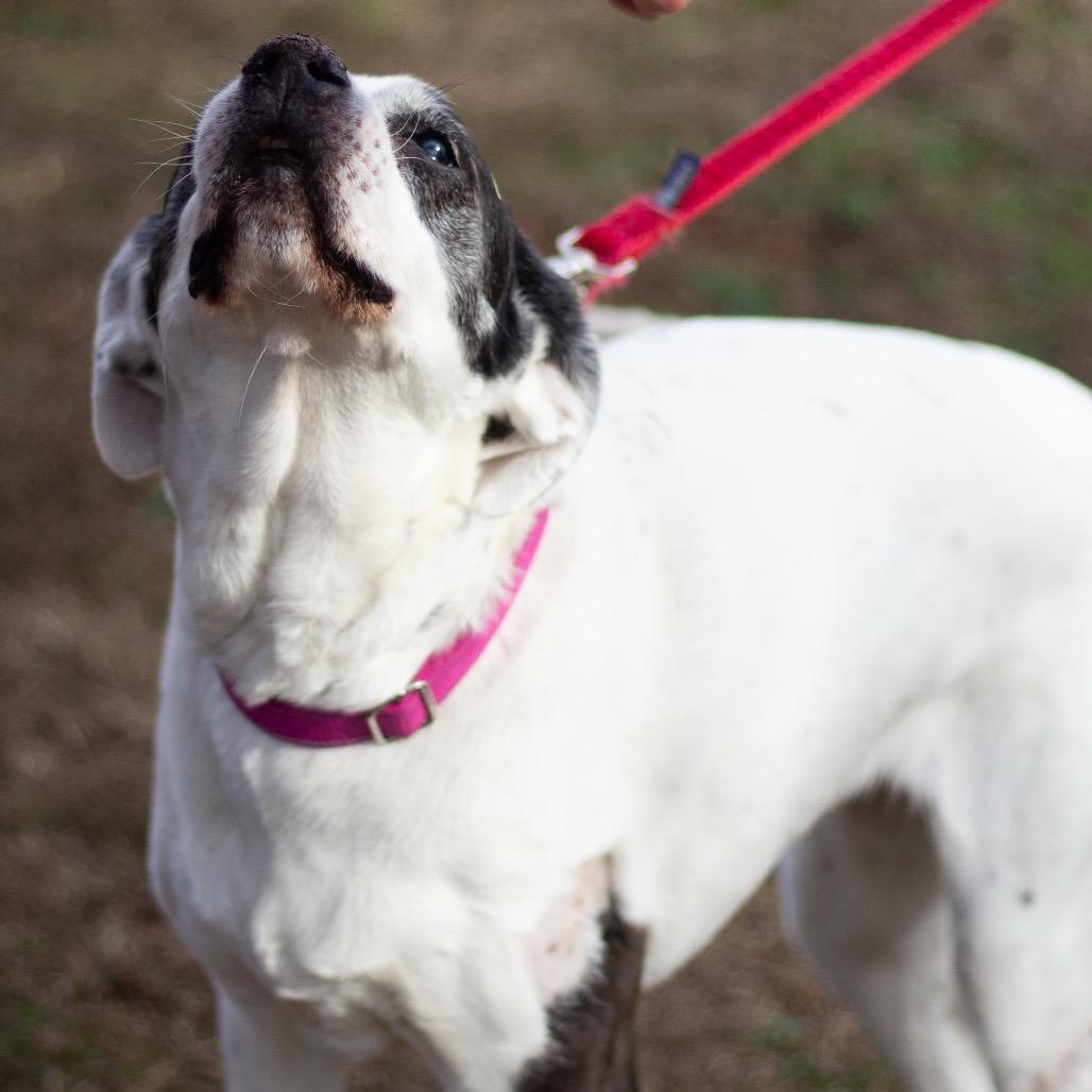 Jazzy Lee 22026 — thumbnail 6