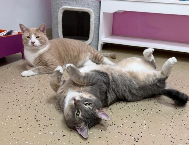 Enlarge Oliver Twist, a hold Domestic Short Hair in Norwalk, CT image 2/4