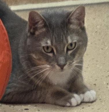 Enlarge Oliver Twist, a hold Domestic Short Hair in Norwalk, CT image 4/4