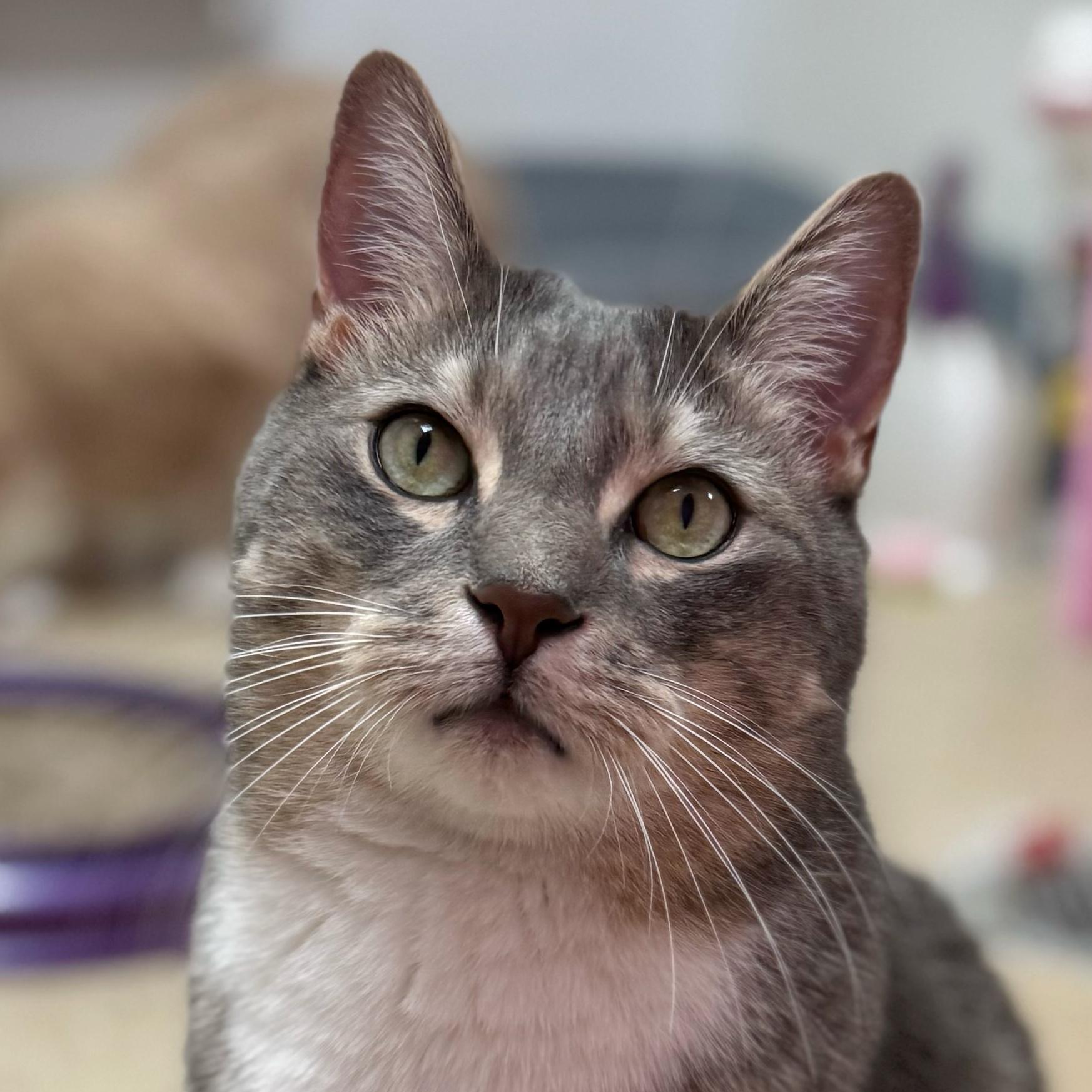 Enlarge Oliver Twist, a hold Domestic Short Hair in Norwalk, CT image 1/4