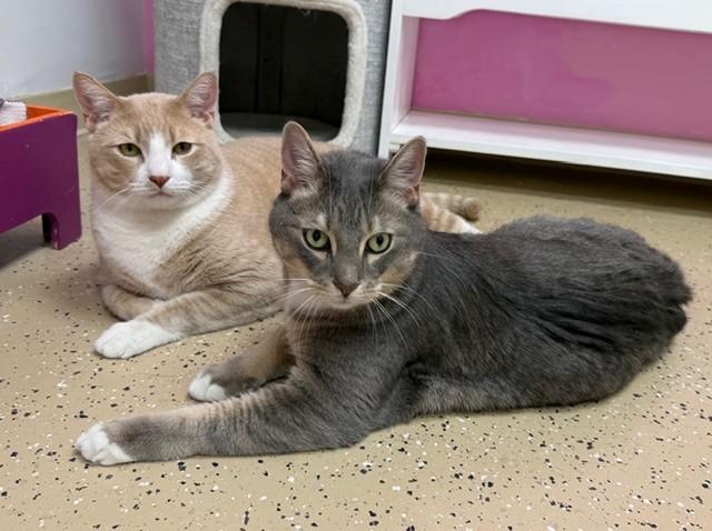 Enlarge Oliver Twist, a hold Domestic Short Hair in Norwalk, CT image 3/4