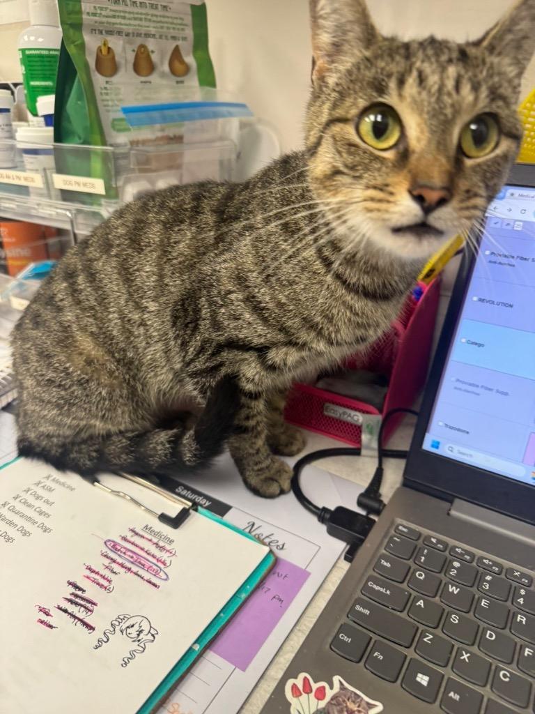 Velvet, Adoptable, Kitten Female American Shorthair.