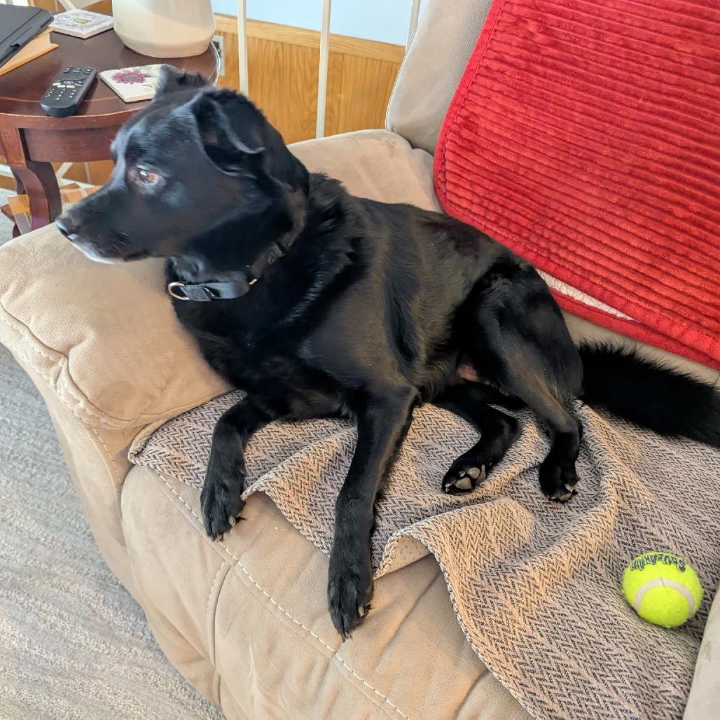 Cash, Adoptable, Adult Male Mixed Breed.