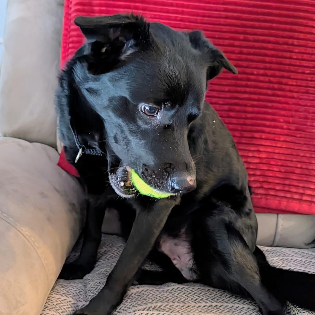 Enlarge Cash, a Adoptable Mixed Breed in Saratoga Springs, NY image 2/6