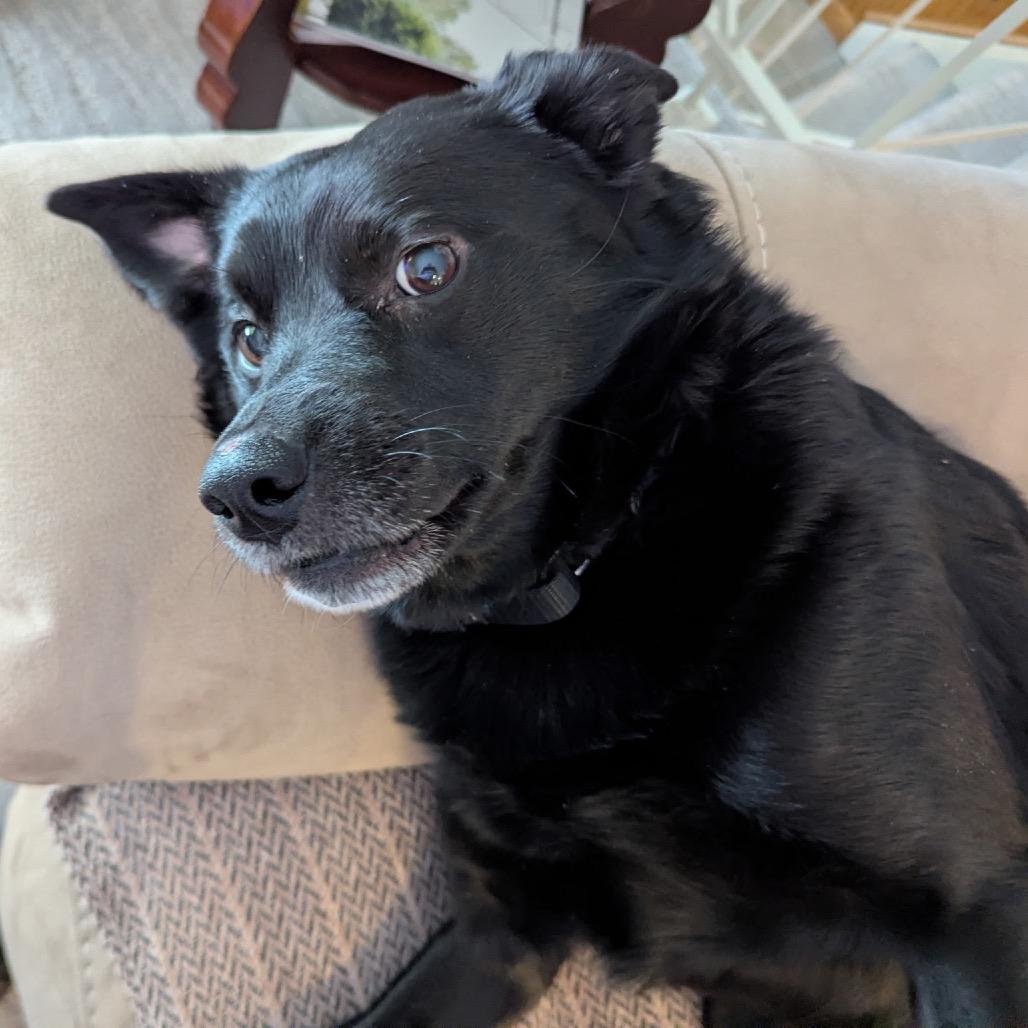 Enlarge Cash, a Adoptable Mixed Breed in Saratoga Springs, NY image 5/6