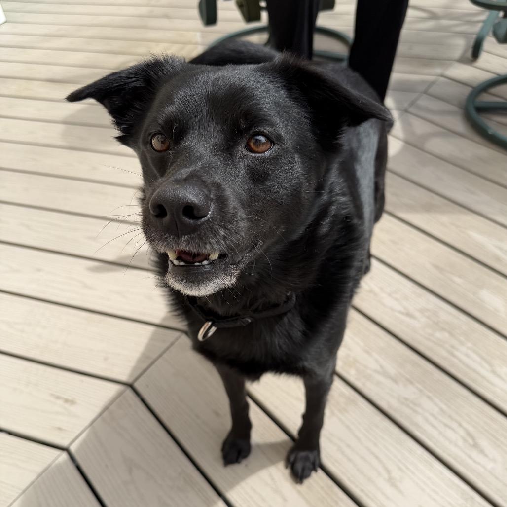 Enlarge Cash (pending), a Adoptable Mixed Breed in Saratoga Springs, NY image 5/6