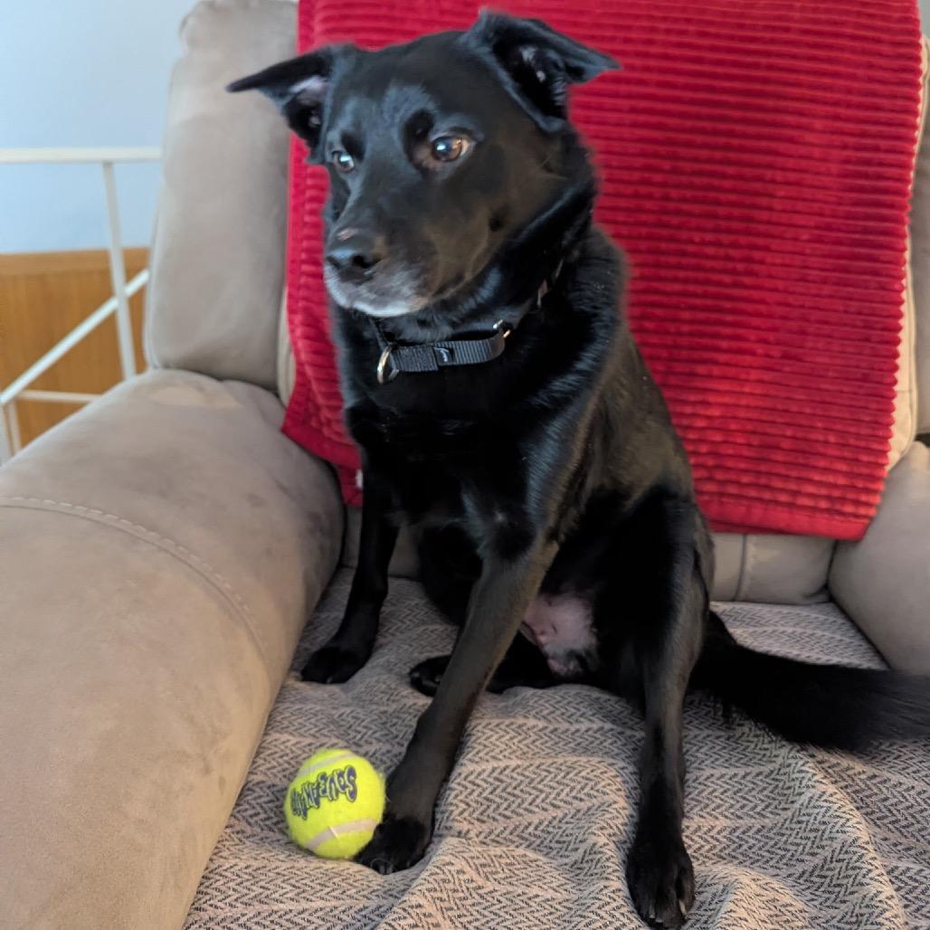 Enlarge Cash, a Adoptable Mixed Breed in Saratoga Springs, NY image 6/6